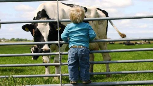 koe-en-jongen-Maiken-Systems