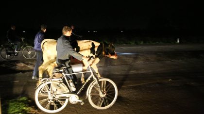 koe-op-Meijelsedijk-Ospeldijk-3