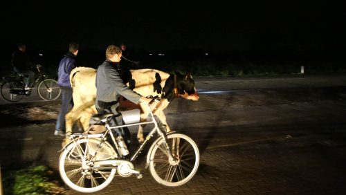 koe-op-Meijelsedijk-Ospeldijk-3