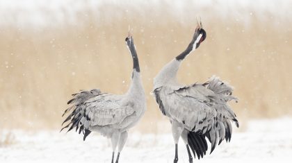 kraanvogels-bob-Luijks-natuurportret