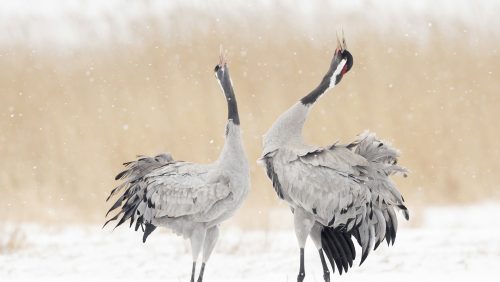 kraanvogels-bob-Luijks-natuurportret