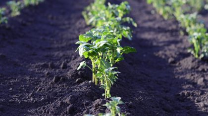 land-groententuin-tuin land-groententuin-tuin