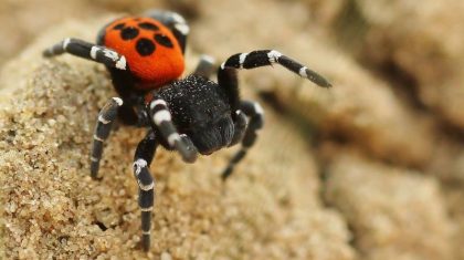 lentevuurspin-robin-kraaij