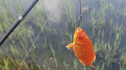 levende-goudvis-als-aas