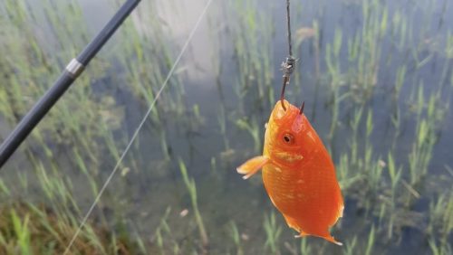 levende-goudvis-als-aas