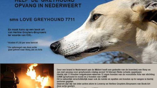 opvang-voor-Greyhounds