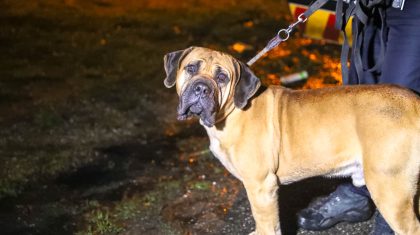 politie-vangt-hond-op-2-bij-Kelpen-Oler-2