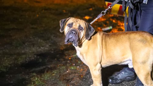 politie-vangt-hond-op-2-bij-Kelpen-Oler-2
