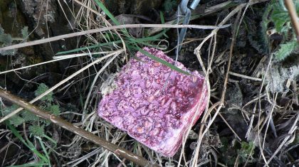 rattenvergif-om-honden-te-vergiftigen