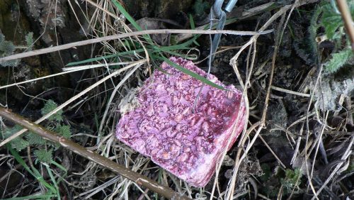 rattenvergif-om-honden-te-vergiftigen