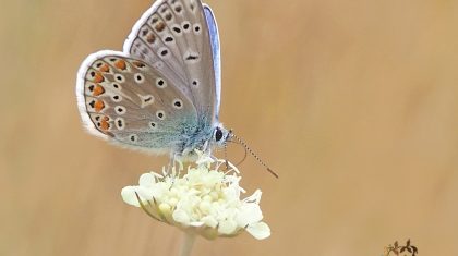 rouwverwerking-en-rituelen-visual