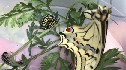 rupsen-Koninginnepage