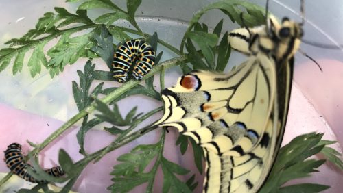 rupsen-Koninginnepage