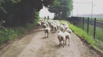 schapen-losgebroken-Weert