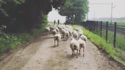 schapen-losgebroken-Weert