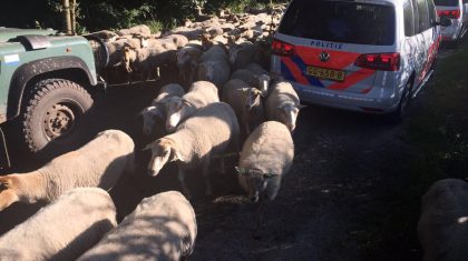 schapen-op-Lozerweg