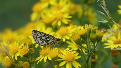 Foto | Marijke Vaes-Schroën