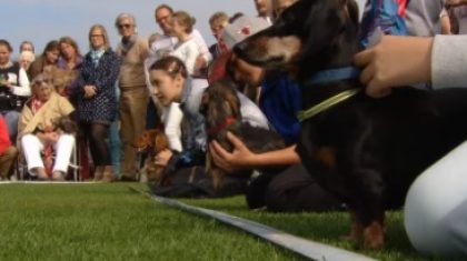 teckelrace-ospeldijk