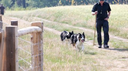 training-TeamNL-World-Sheepdogs-Trials-2017-schapen-15