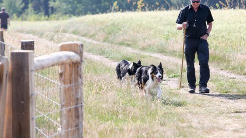 training-TeamNL-World-Sheepdogs-Trials-2017-schapen-15
