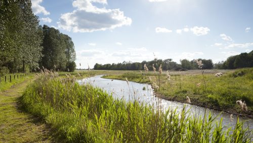 De Krang wordt in het noorden doorsneden door de Leukerbeek en in het zuiden door de Tungelroyse Beek.

Het natuurgebied bestaat uit loof- en naaldbos, hakhout, grasland en oude bolle akkers. Door het verschil in hoogte en vochtigheid komen er veel verschillende soorten planten en dieren voor. 

De Krang was vroeger een nat gebied. Op sommige plaatsen zijn door wegstuivend zand duizenden jaren geleden kommen in het dekzand ontstaan; hier vormden zich moerassige gebieden die door de plaatselijke bevolking werden gemeden. 

Later werden deze veengebieden door egalisatie en ontwatering geschikt gemaakt voor de landbouw. De Roukespeel is een overblijfsel van zo’n voormalig moerasgebied. Er staat een vogelkijkscherm langs de wandelroute, waar u vaak dodaars en wintertaling kunt spotten.

Door ontwateringssloten af te dammen wil Natuurmonumenten De Krang weer natter maken. Ook diverse poelen zorgen ervoor dat het water langer in het gebied blijft. In de poelen leven amfibieën als alpenwatersalamander en kamsalamander. Bij de Leukerbeek is een ven gerestaureerd waar nu riet, lisdodde, gele lis en egelskop groeien. In het noorden is een aantal vennen aangelegd waarvan onder andere de kwartelkoning profiteert. 

In en rond De Krang vindt natuurontwikkeling plaats. Wanneer de humusrijke bovenlaag wordt afgegraven om schraal grasland te ontwikkelen, komen oude zaden bloot te liggen. Wellicht ontkiemen hier zeldzame orchideeën. Om in de natuurontwikkelingsgebieden een gevarieerde begroeiing te krijgen vindt er seizoensbegrazing plaats.

(Bron: Natuurmonumenten)