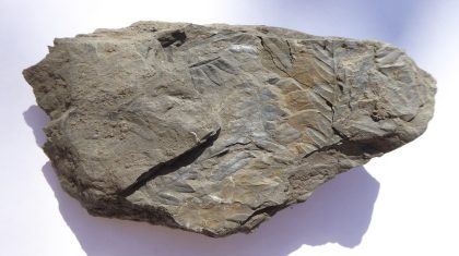 varenblad-uit-carboon-ellen-Luijks