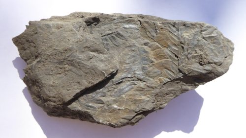 varenblad-uit-carboon-ellen-Luijks