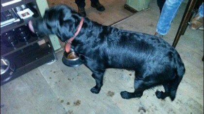 zwarte-labrador-gevonden