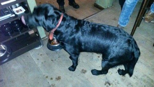 zwarte-labrador-gevonden