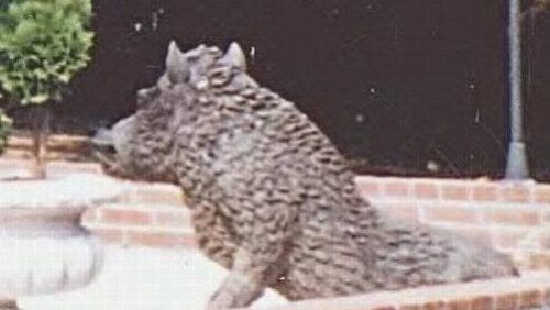 zwijn-kunst-werk-nederweert